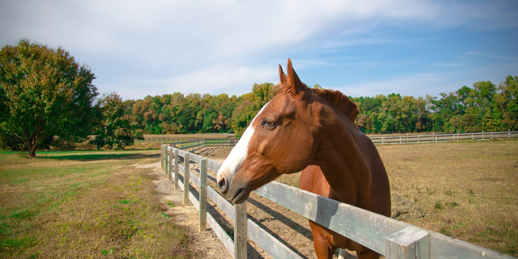 A horse in pasture at the RMC Equestrian Center