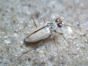 Northeastern beach tiger beetle
