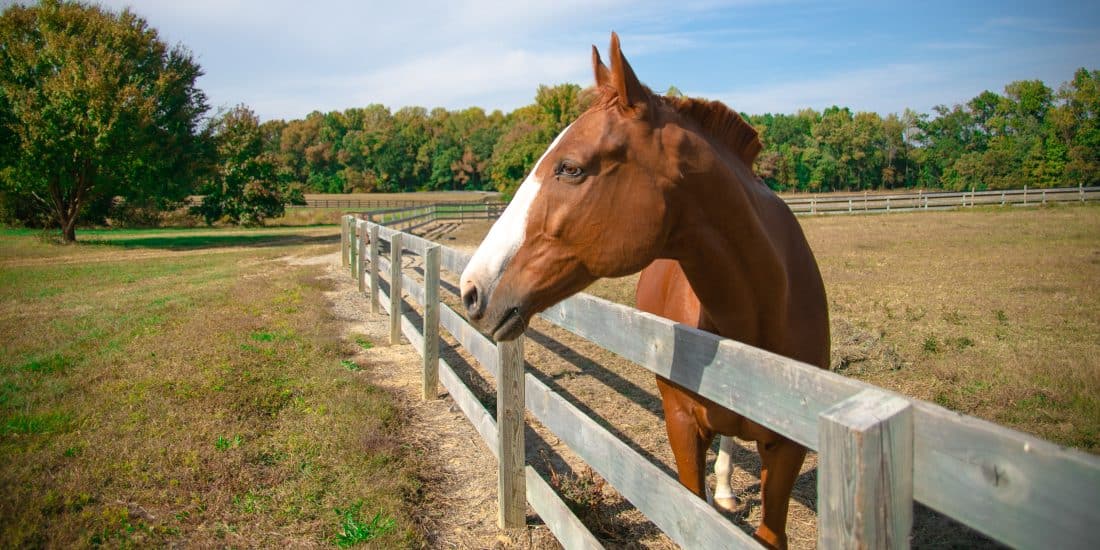 A horse is looking over a fence.