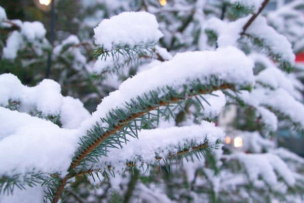 A close up of a pine tree covered in snow.