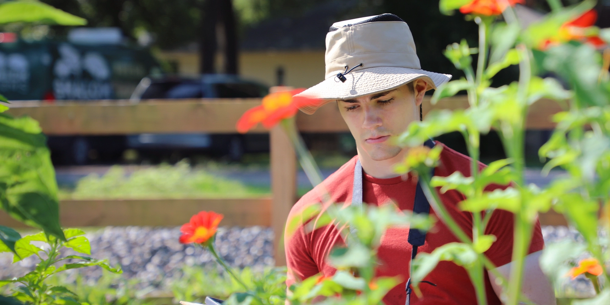 An individual works in a garden among tall green plants and red flowers.